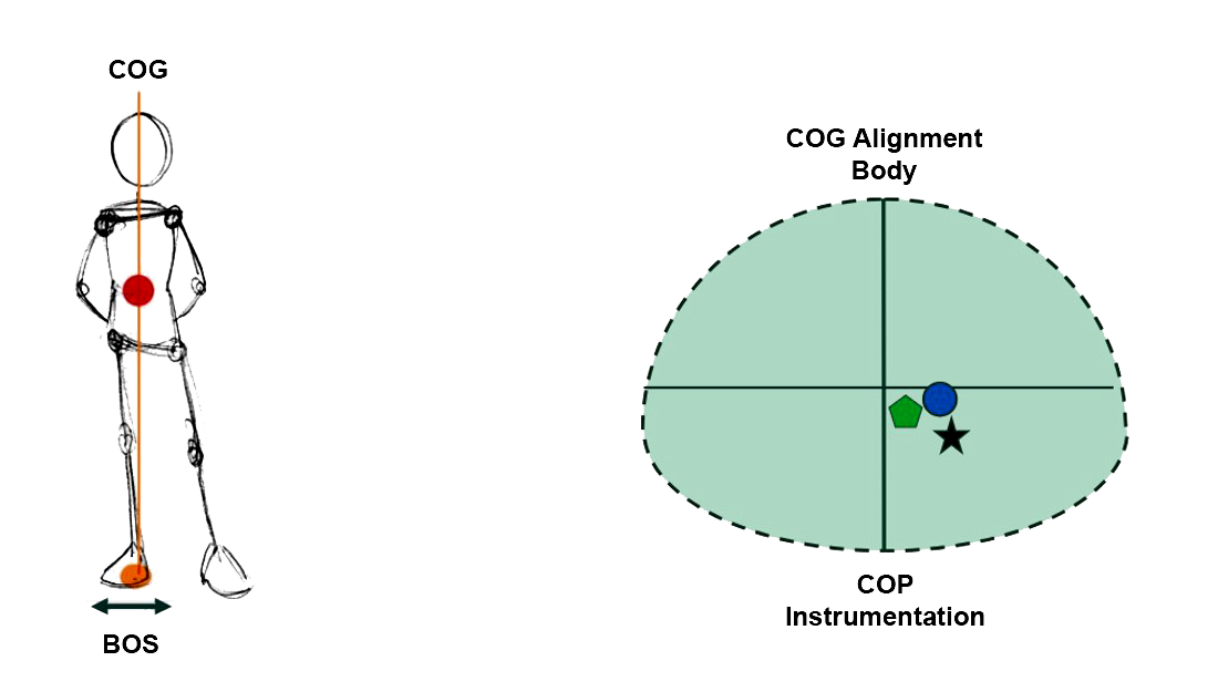 The BOS is on the right foot, with the COG also having moved to the right.