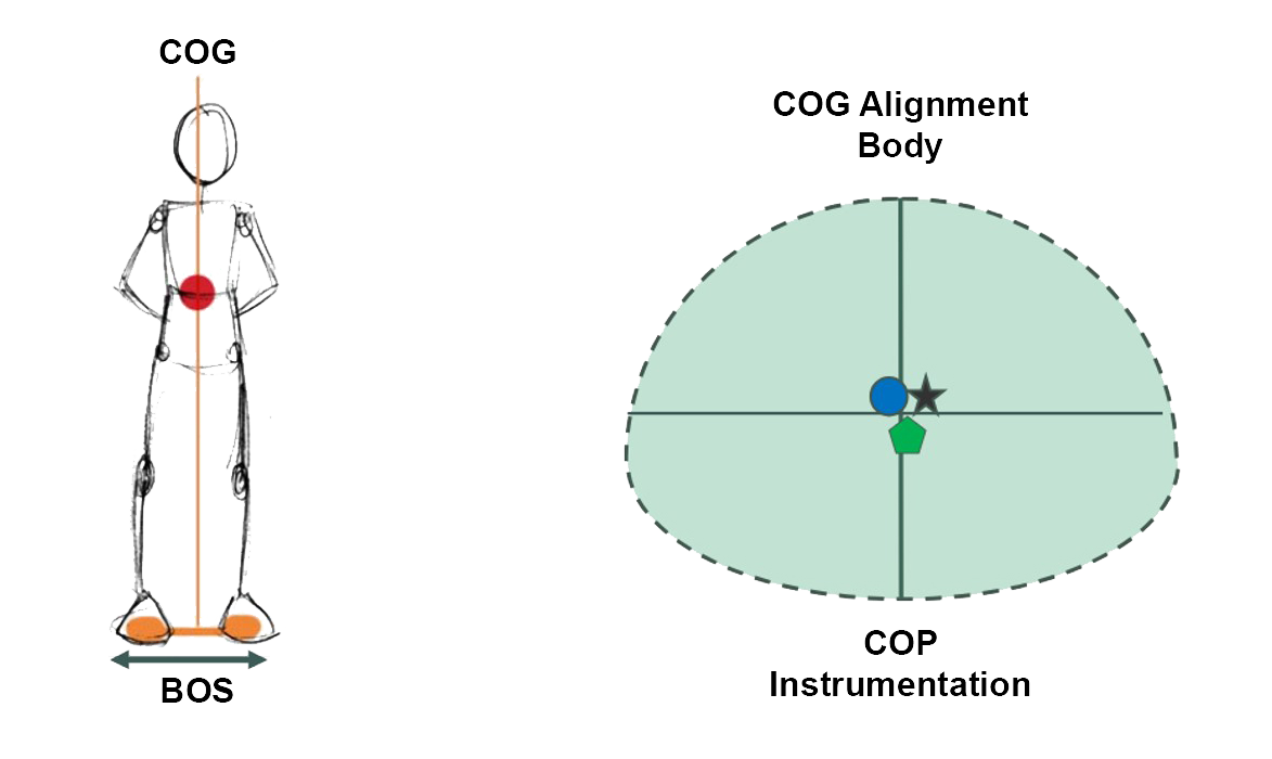 The BOS is divided between both feet, with the COG dead center.